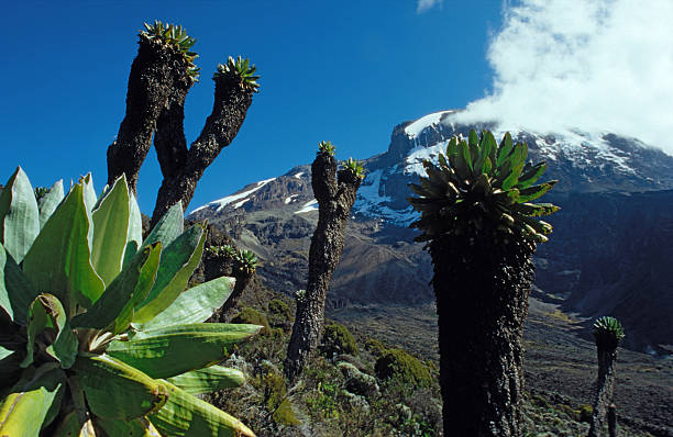 kilimanjaro trekking and safari combo tanzania