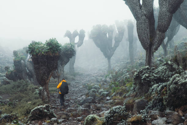 kilimanjaro climbing guide