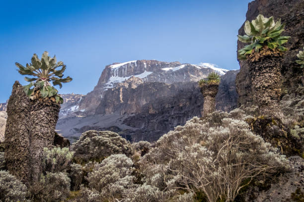mount kilimanjaro tours from moshi