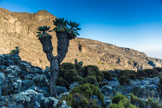 kilimanjaro trekking experience africa