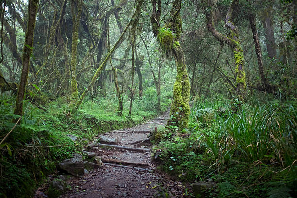lemosho route kilimanjaro