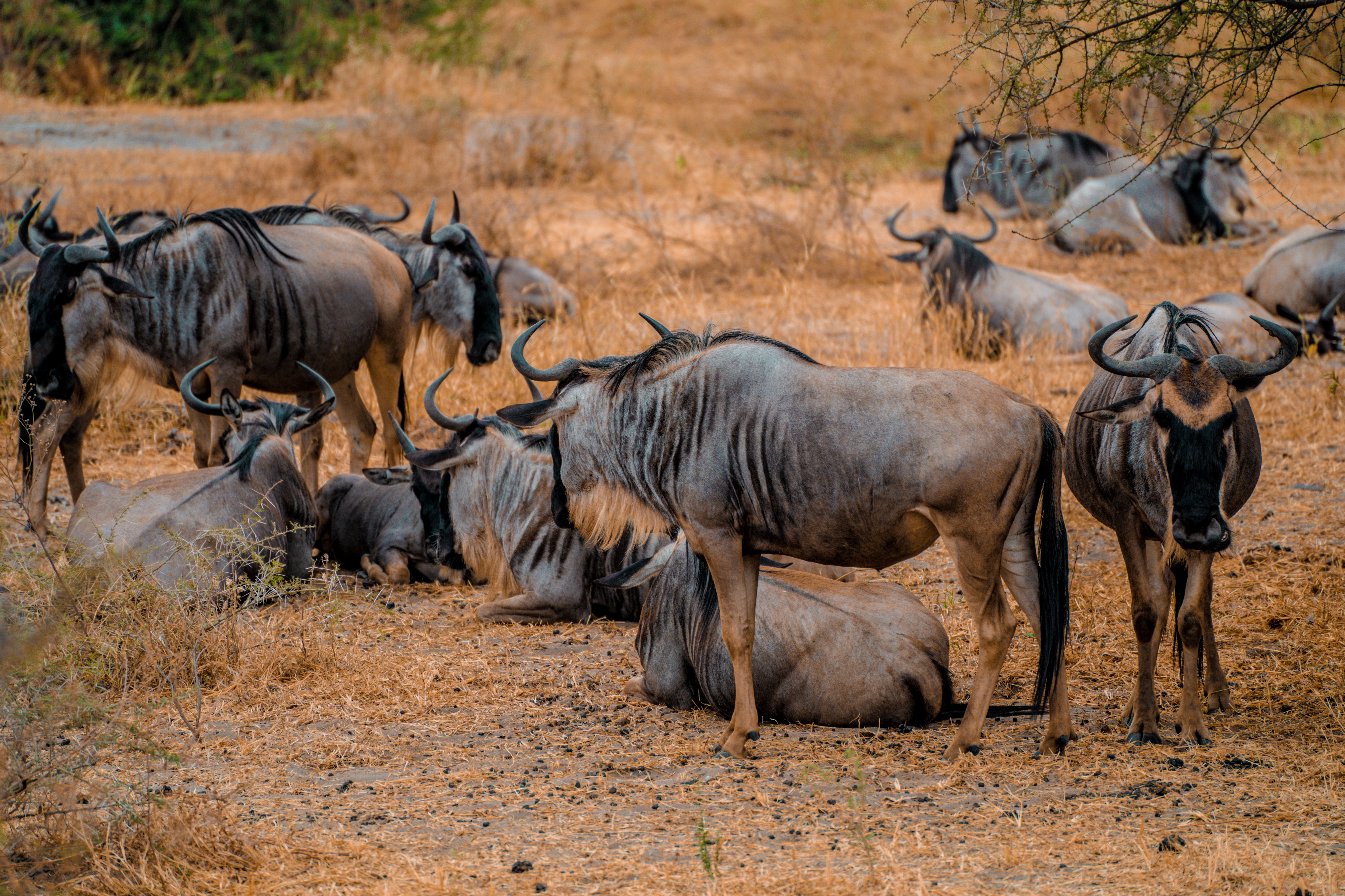 6-days-serengeti-migration-safari