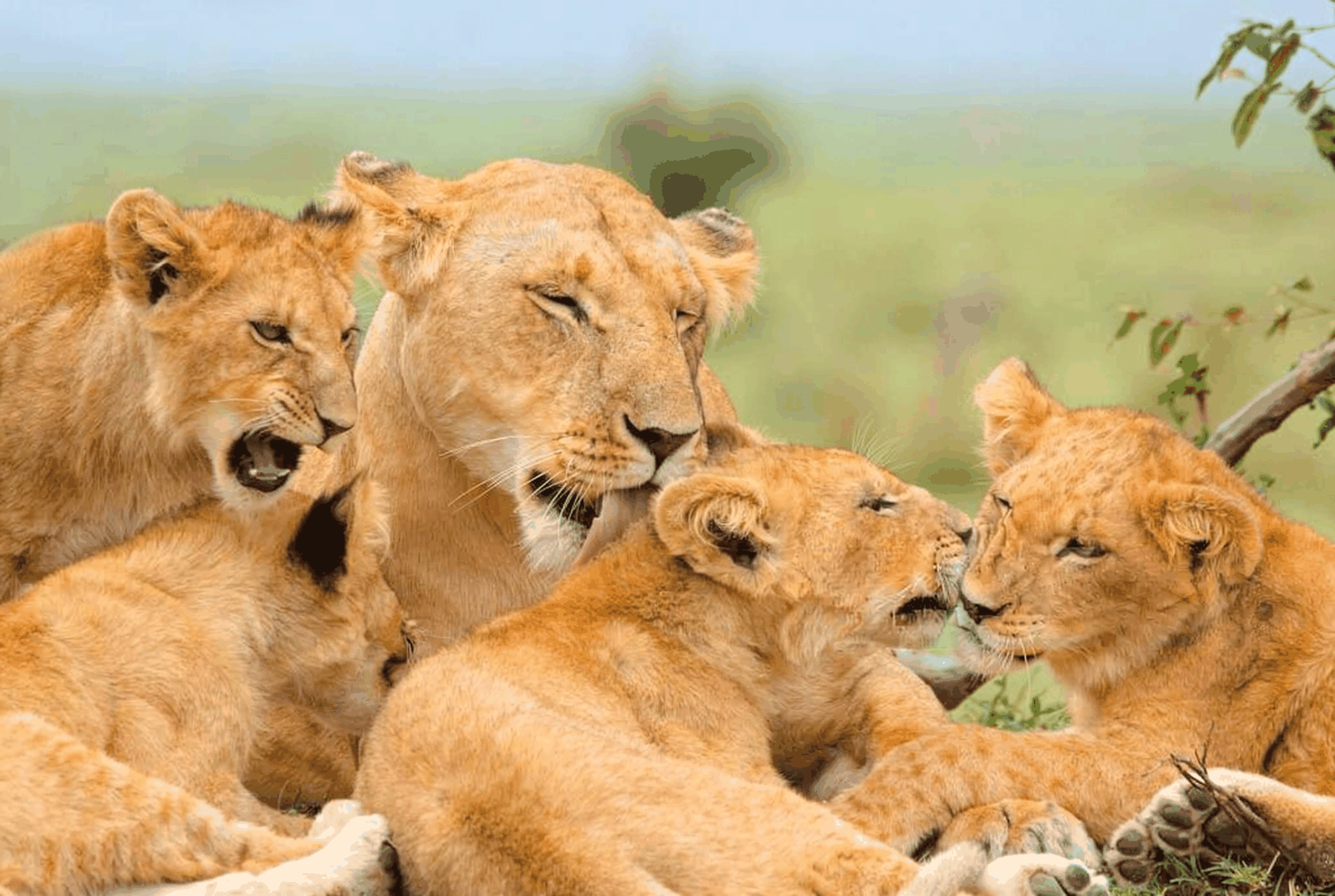 Tarangire Day Trip
