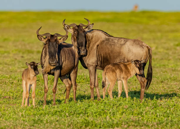 3 days serengeti photographic safari