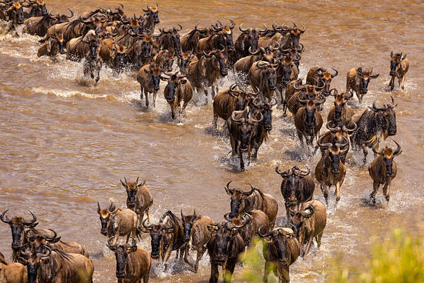 Tanzania Safari Adventure