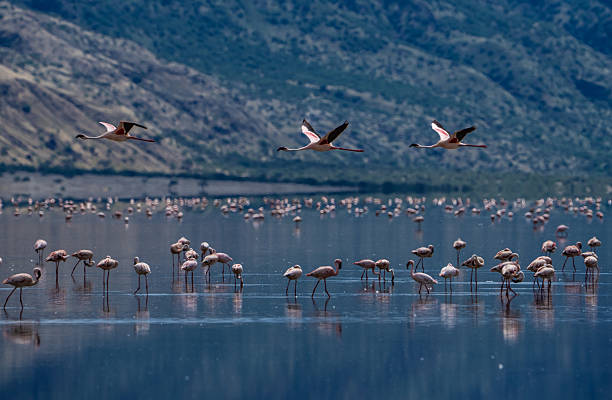 Epic Summit Safari Experience